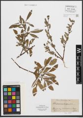 Foto von Salix purpurea L. x Salix repens L.